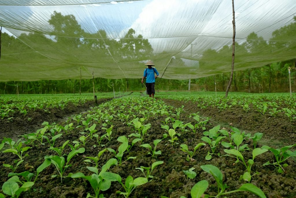 4 NGUYÊN TẮC VÀNG Khi Sử Dụng Phân Bón